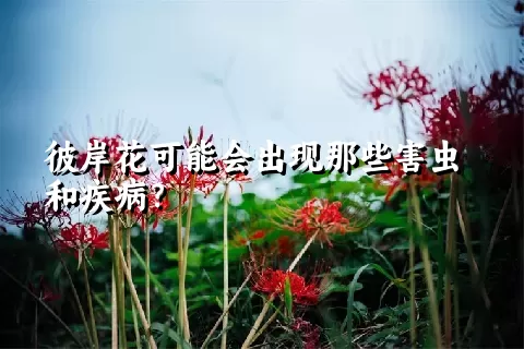 彼岸花可能会出现那些害虫和疾病？