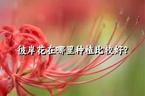 彼岸花在哪里种植比较好？