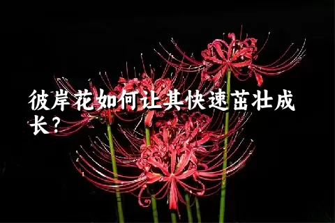 彼岸花如何让其快速茁壮成长？