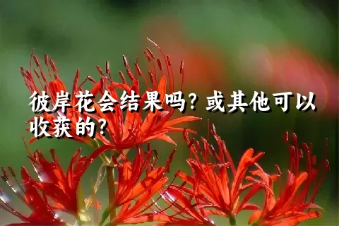 彼岸花会结果吗？或其他可以收获的？