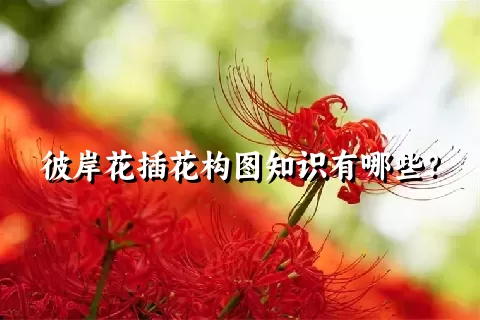 彼岸花插花构图知识有哪些？