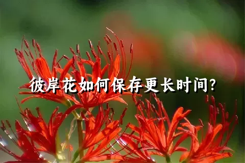 彼岸花如何保存更长时间？