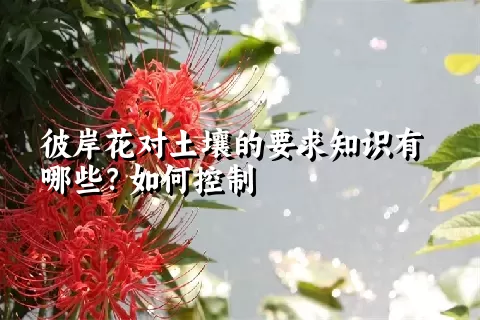 彼岸花对土壤的要求知识有哪些？如何控制