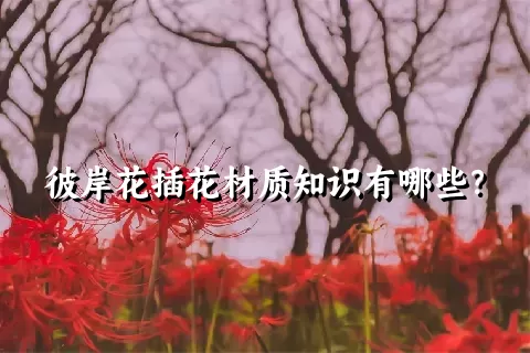 彼岸花插花材质知识有哪些？