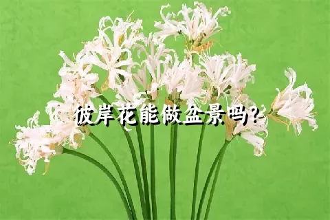 彼岸花能做盆景吗？