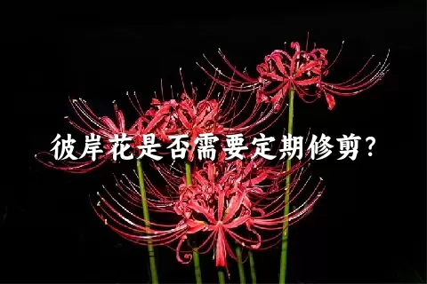 彼岸花是否需要定期修剪？