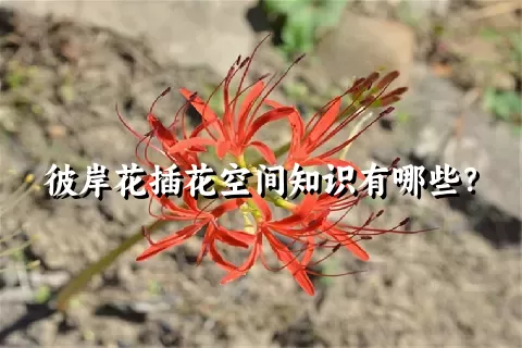 彼岸花插花空间知识有哪些？