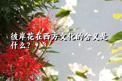 彼岸花在西方文化的含义是什么？