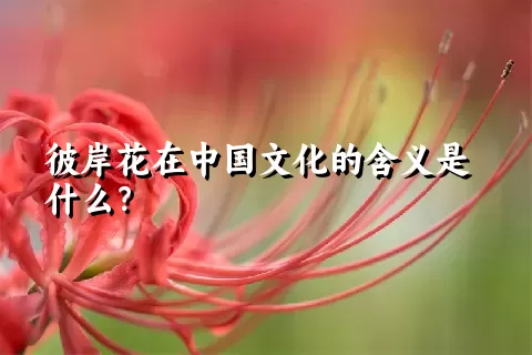 彼岸花在中国文化的含义是什么？