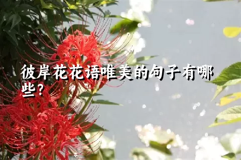 彼岸花花语唯美的句子有哪些？