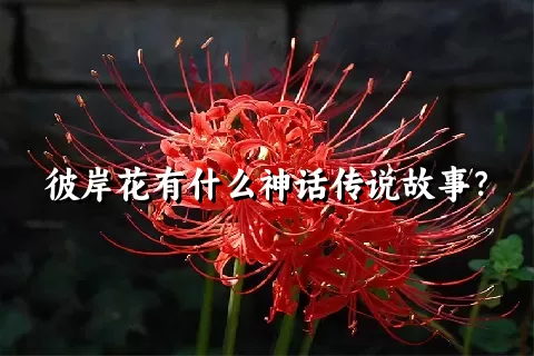 彼岸花有什么神话传说故事？