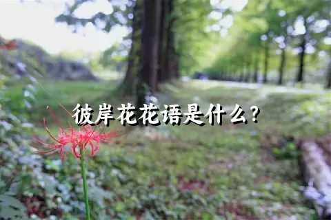 彼岸花花语是什么？