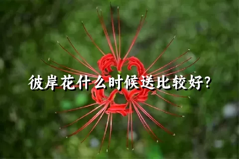 彼岸花什么时候送比较好？