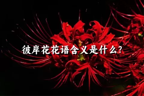 彼岸花花语含义是什么？