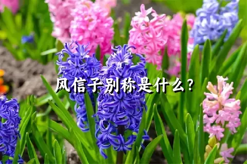 风信子别称是什么？