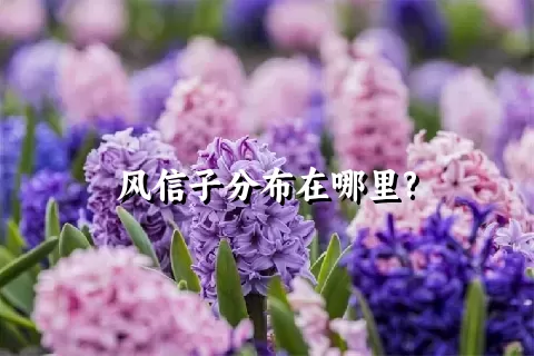 风信子分布在哪里?