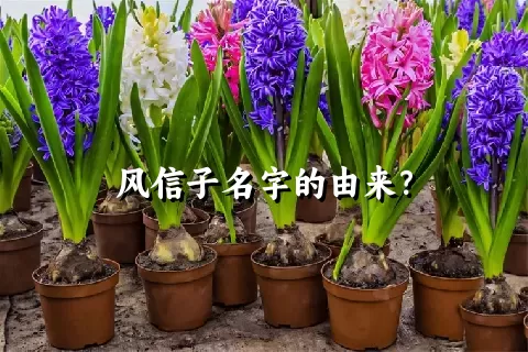 风信子名字的由来？