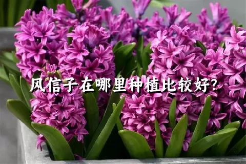 风信子在哪里种植比较好？