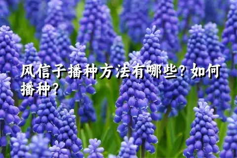 风信子播种方法有哪些？如何播种？