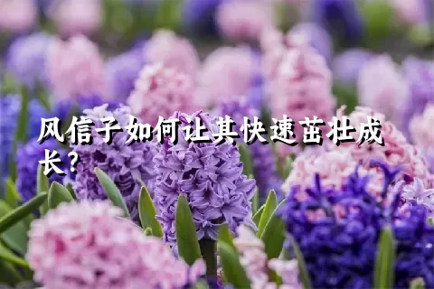 风信子如何让其快速茁壮成长？