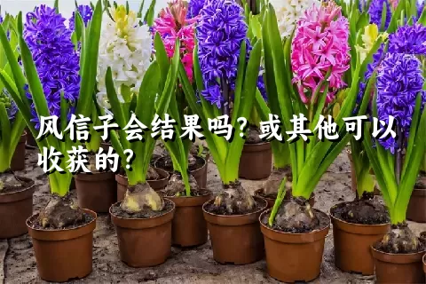 风信子会结果吗？或其他可以收获的？