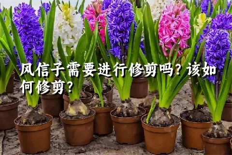 风信子需要进行修剪吗？该如何修剪？