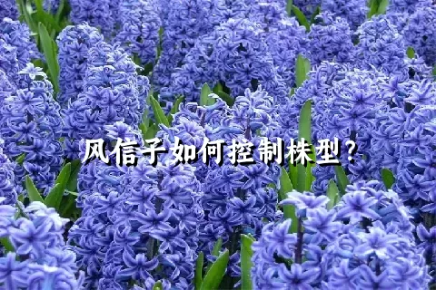 风信子如何控制株型？