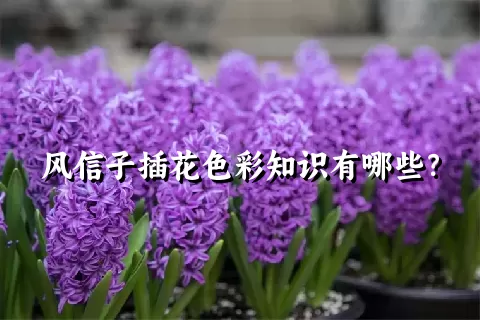 风信子插花色彩知识有哪些？