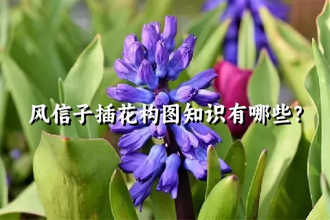 风信子插花构图知识有哪些？