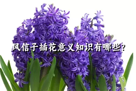 风信子插花意义知识有哪些？