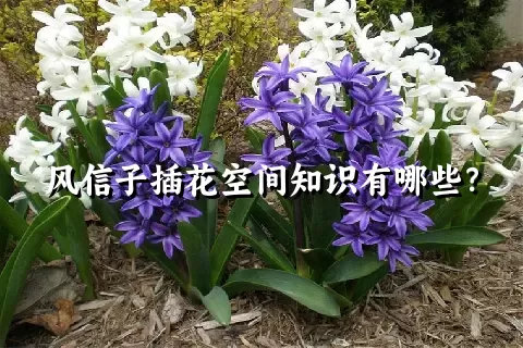 风信子插花空间知识有哪些？