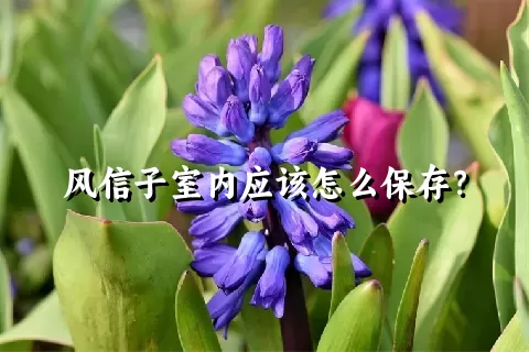 风信子室内应该怎么保存？