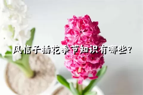 风信子插花季节知识有哪些？