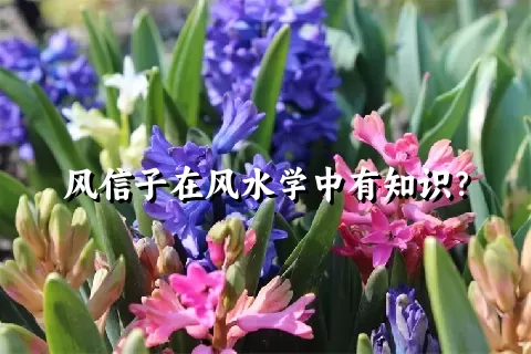 风信子在风水学中有知识？