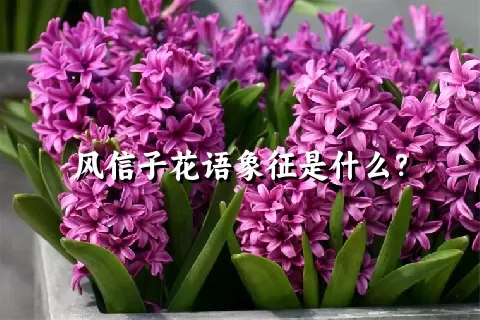 风信子花语象征是什么？