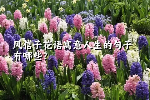 风信子花语寓意人生的句子有哪些？