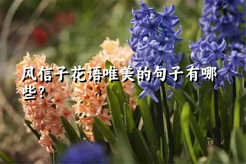 风信子花语唯美的句子有哪些？