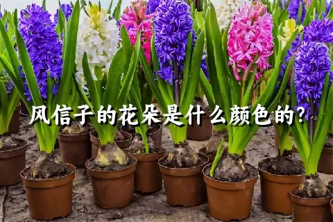 风信子的花朵是什么颜色的？