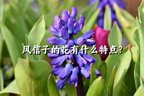 风信子的花有什么特点？