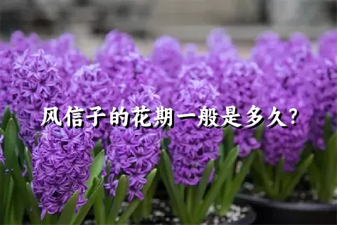 风信子的花期一般是多久？