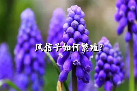 风信子如何繁殖？