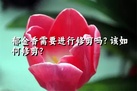 郁金香需要进行修剪吗？该如何修剪？