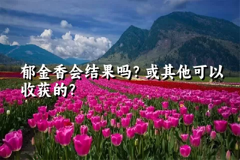 郁金香会结果吗？或其他可以收获的？