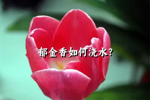 郁金香如何浇水？