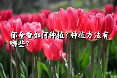 郁金香如何种植？种植方法有哪些？