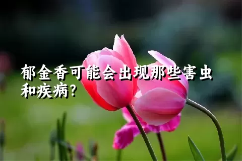 郁金香可能会出现那些害虫和疾病？