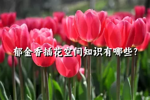 郁金香插花空间知识有哪些？