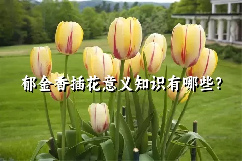 郁金香插花意义知识有哪些？