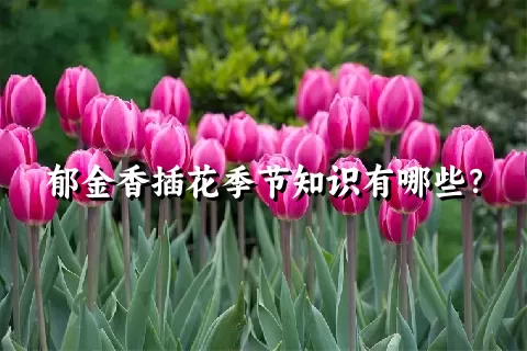 郁金香插花季节知识有哪些？