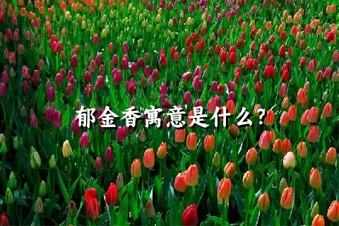 郁金香寓意是什么？